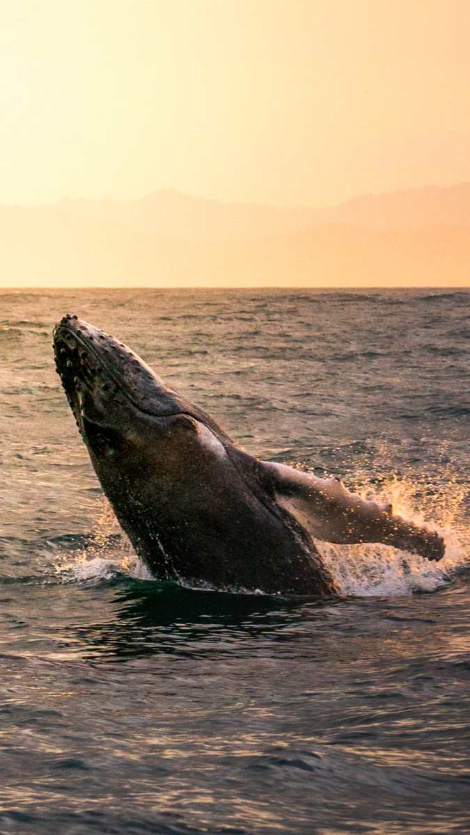 Whale Watching_Samana Bay_2:2